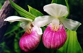  Showy Lady's Slipper 