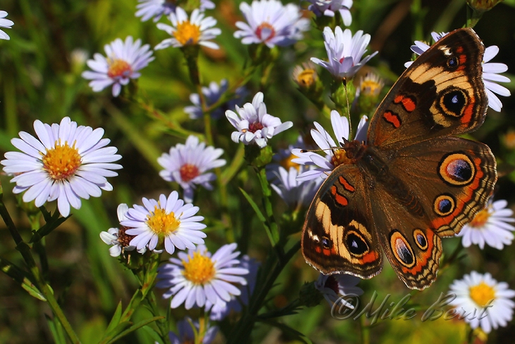  Common Buckeye 