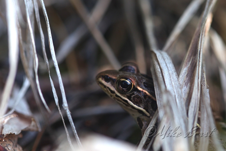  Pickerel Frog 