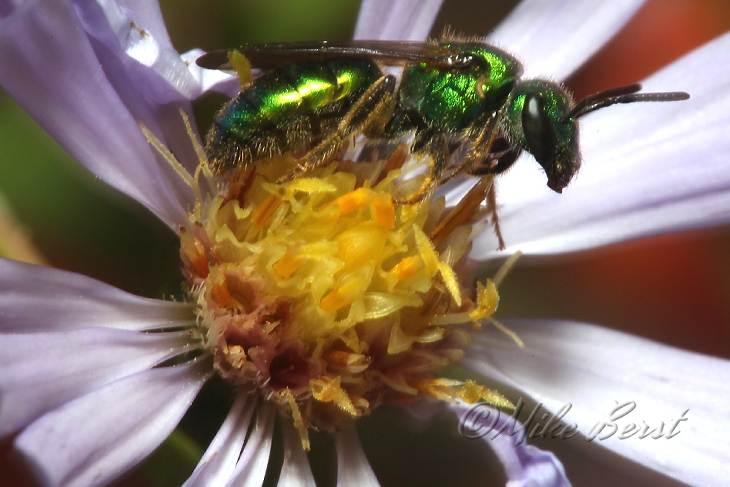  Augochlora Sweat Bee 