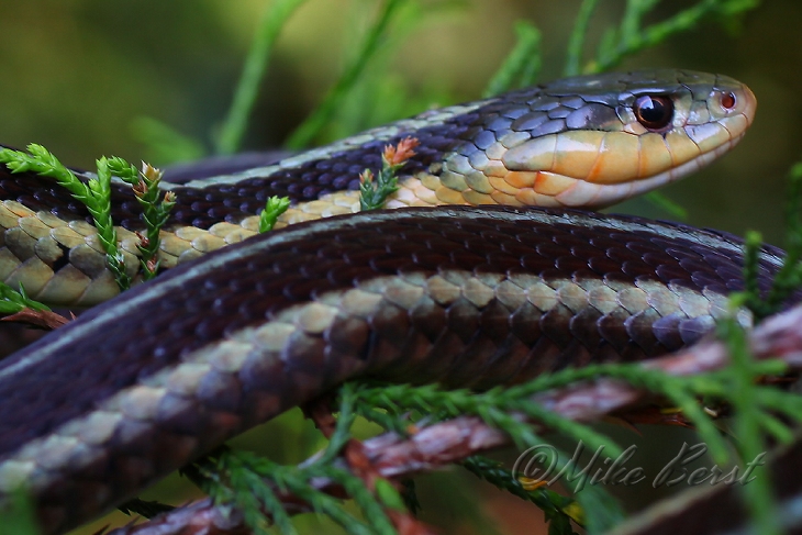  Garter Snake 