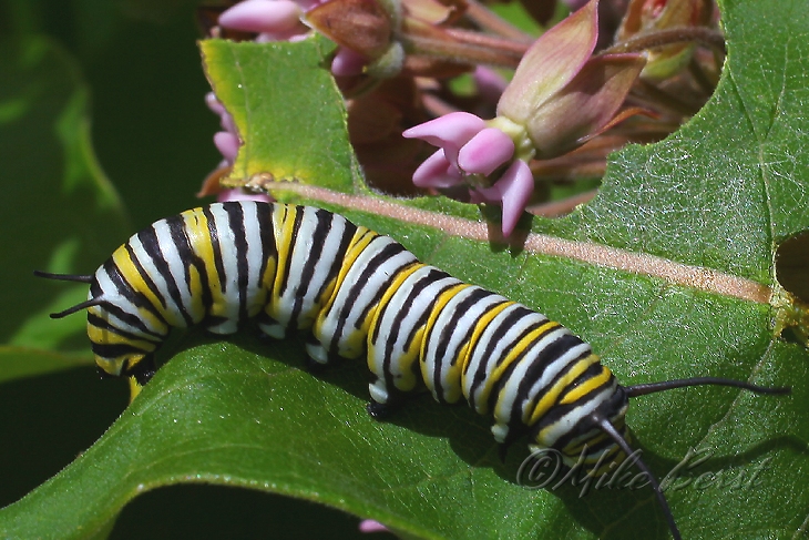  Monarch Caterpillar 