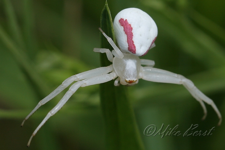  Goldenrod Spider 
