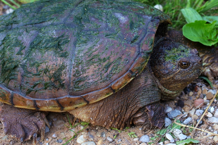  Common Snapping Turtle 