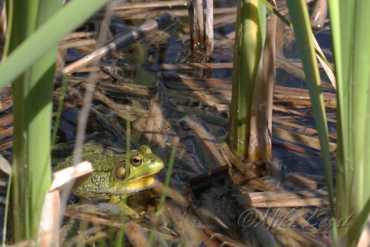  Green Frog 
