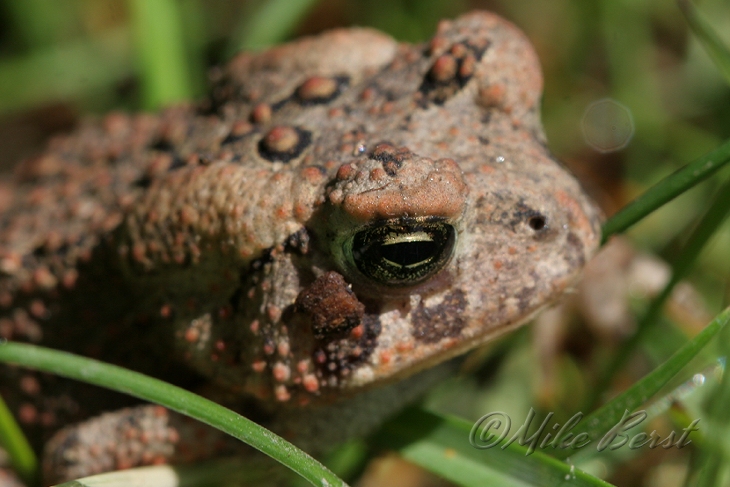  Common Toad 