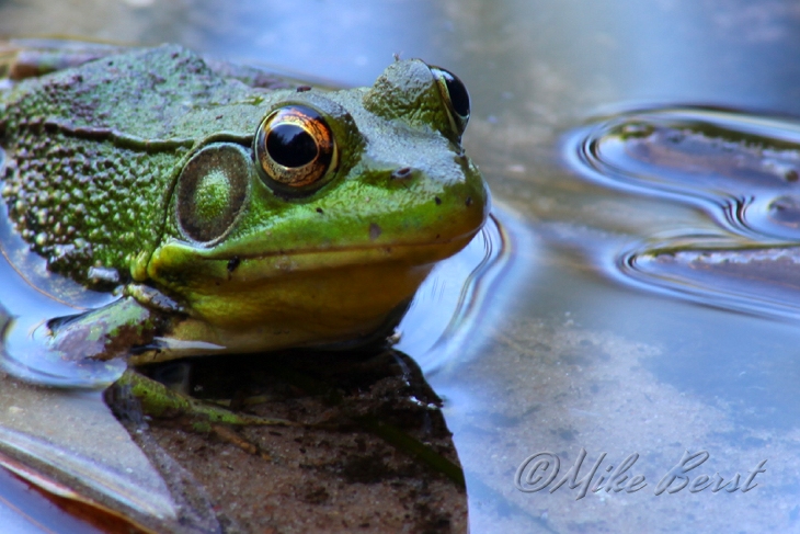 Green Frog 