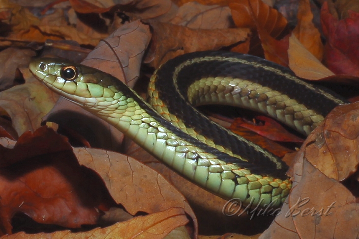  Garter Snake 