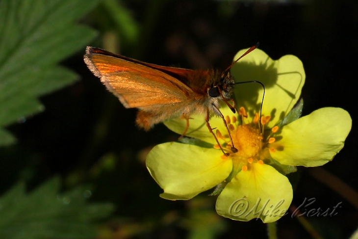  Sunrise Skipper 