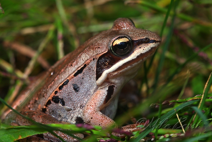  Wood Frog 