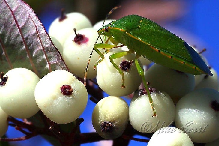  Shield Bug 