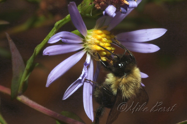  Bumble Bee  