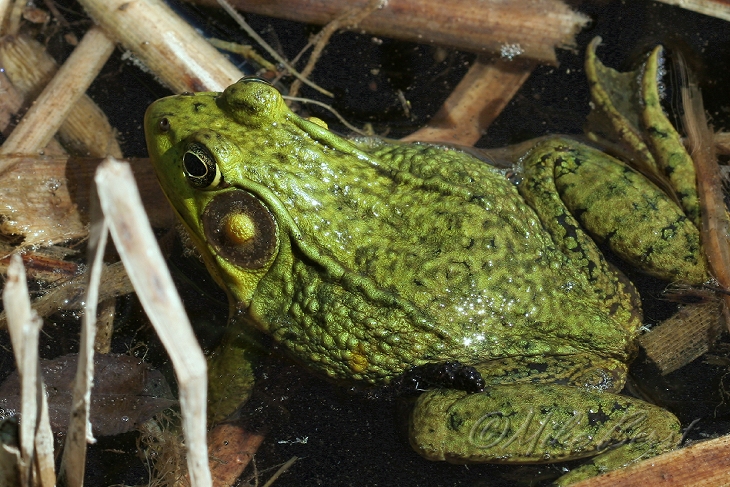  Green Frog 