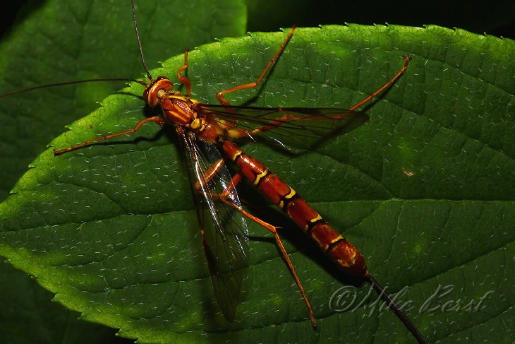  Damselfly ? 