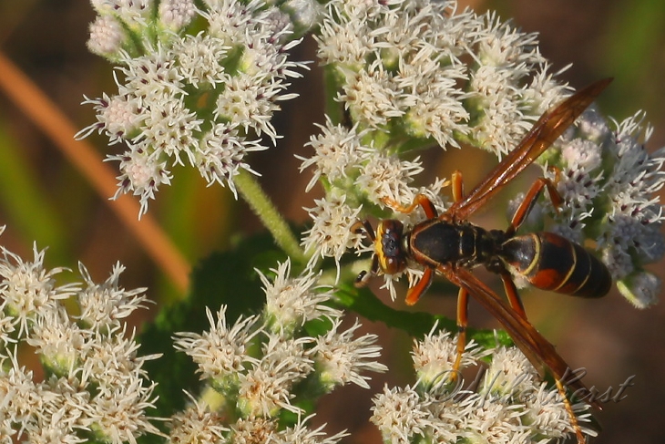  Paper Wasp 