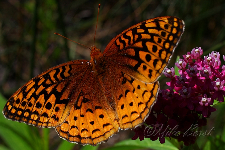  Great Spangled Fritillary 