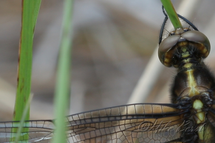  Dragonfly ?  