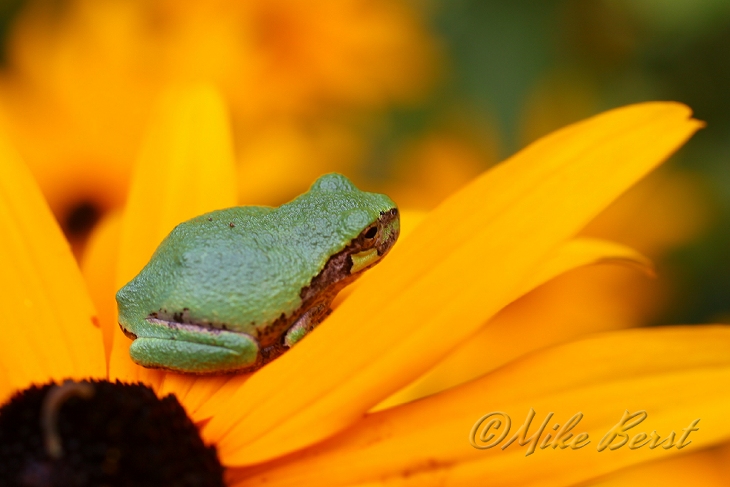  Gray Tree Frog 