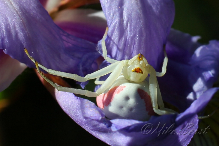  Goldenrod Spider 