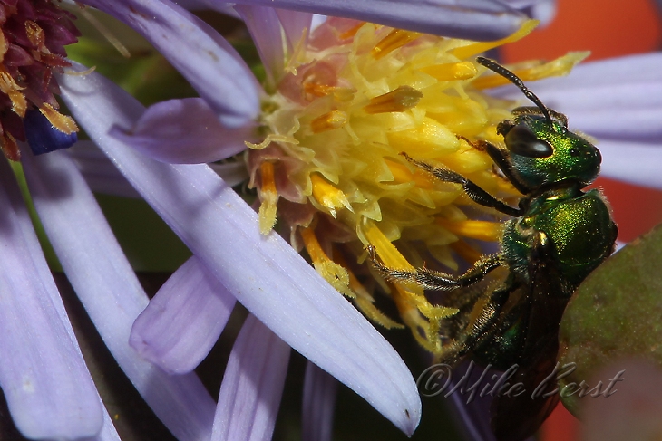  Augochlora Sweat Bee 