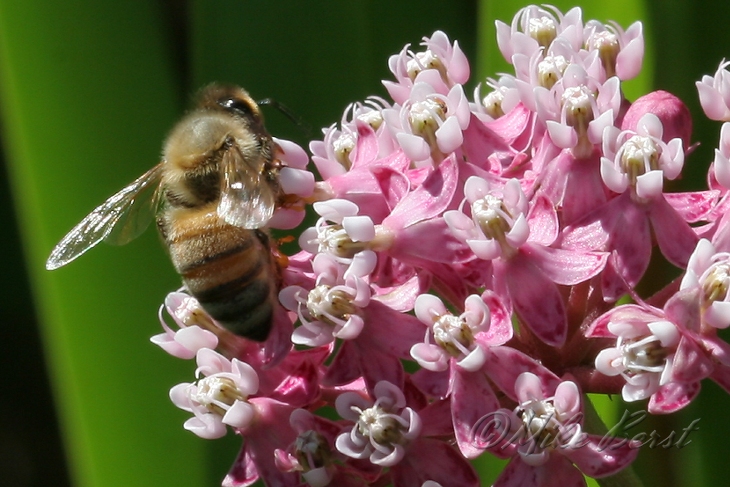 European Honey Bee 