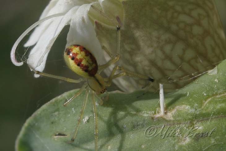  Spider ? 