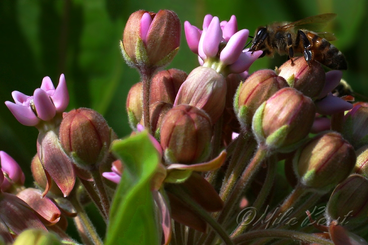  European Honey Bee 