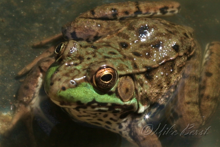  Mink Frog  