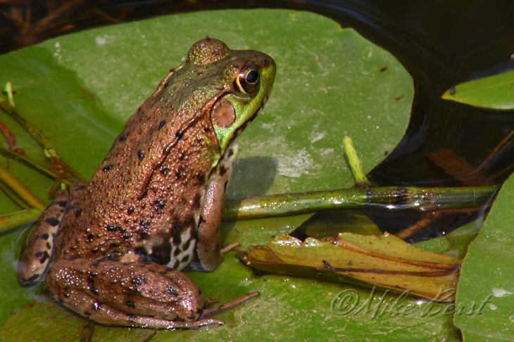  Mink Frog  