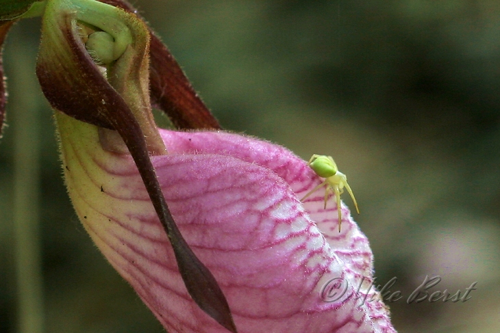  Green Crab Spider  