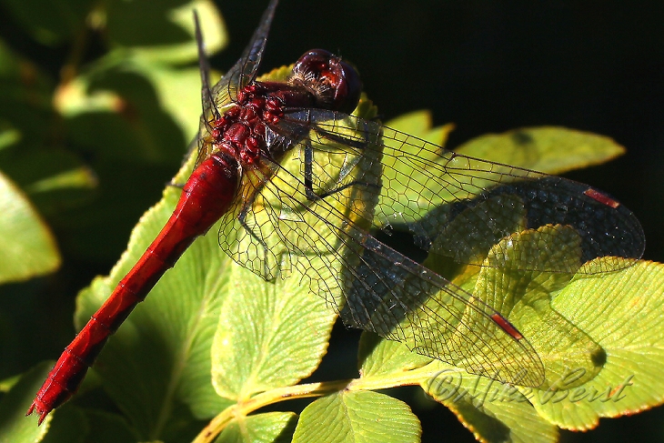  Dragonfly 