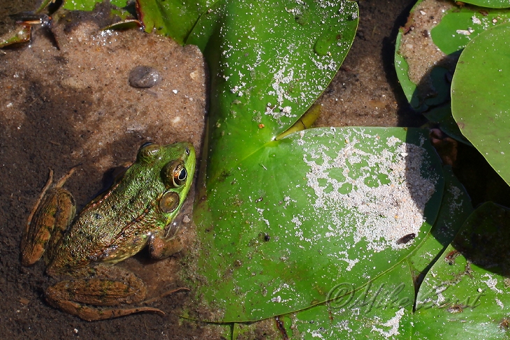 Mink Frog 