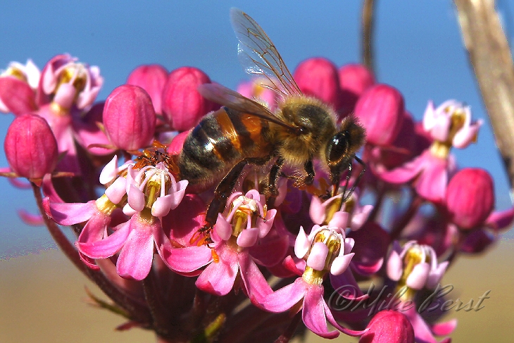  European Honey Bee  