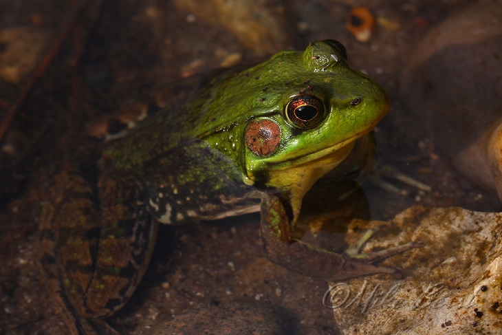  Mink Frog 