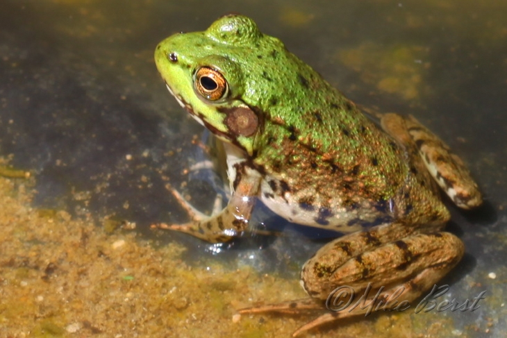  Mink Frog 
