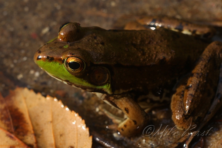  Mink Frog 
