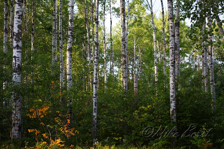  Birch Trees 