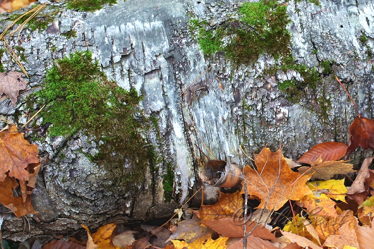  Leelanau State Park 