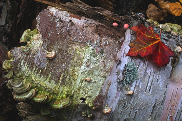  Ottawa National Forest 