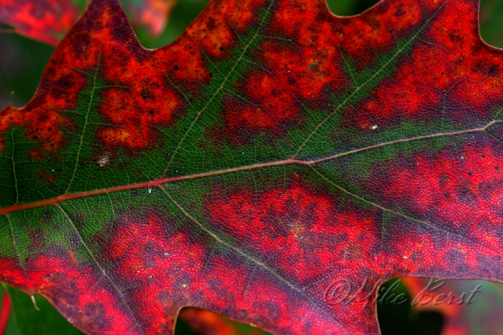  Oak Leaves 
