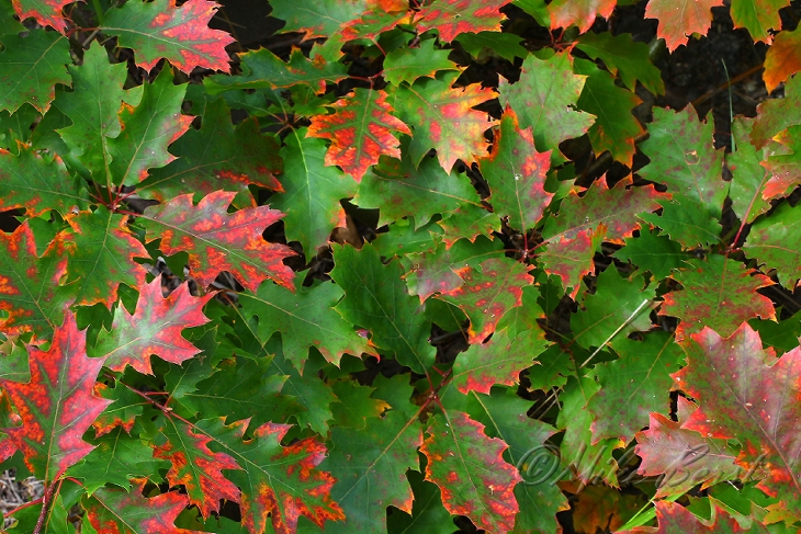  Oak Leaves 