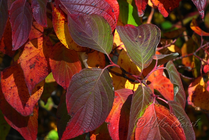  Autumn Leaves 