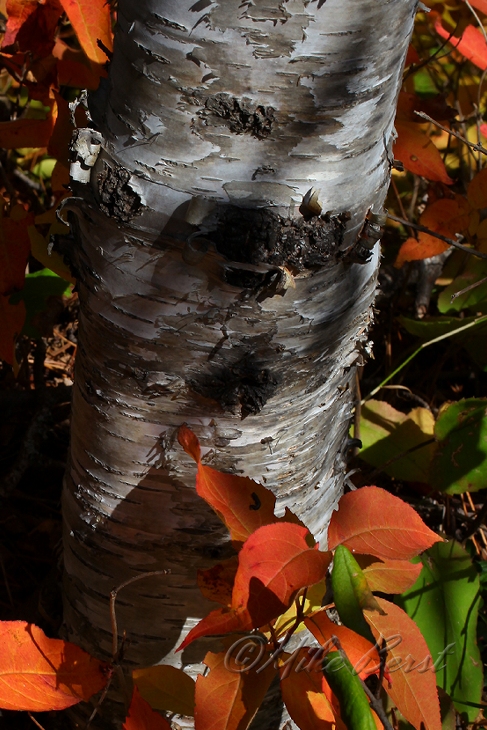  Birch Tree 