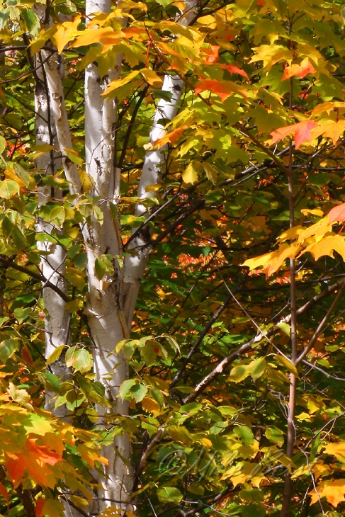  Birch Tree 