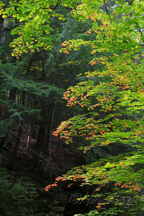  Twin Falls Plant Preserve 