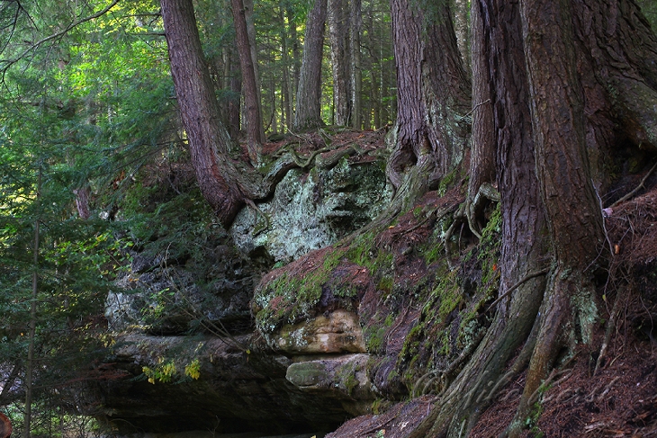  Twin Falls Plant Preserve 