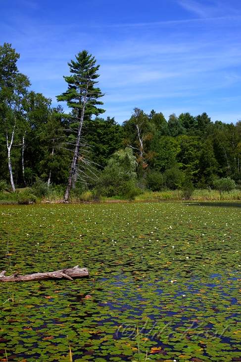  Gerry Lake 