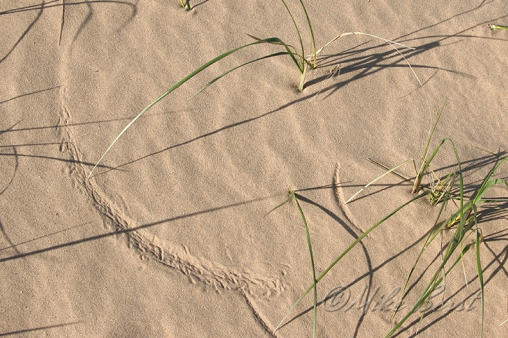  Sleeping Bear Dunes 