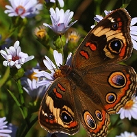  Common Buckeye 
