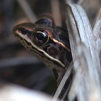  Pickerel Frog 